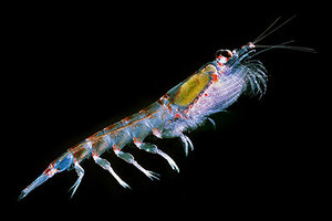 Rimfrost krill oil reduces glucose in healthy humans study finds