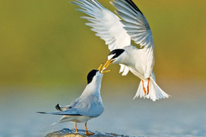 Salt of the Earth acts to protect waterfowl 