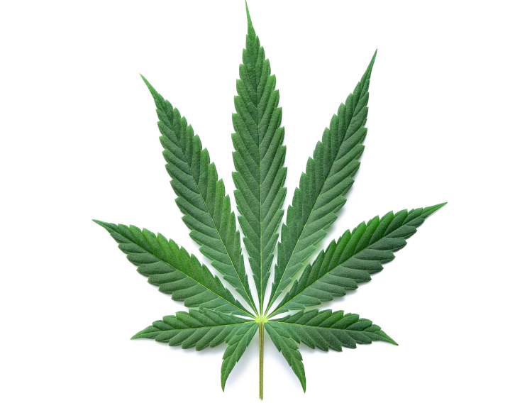 Sanobiotec inks agreement with OBX