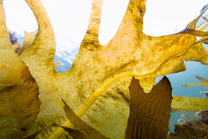 Seaweed extract supports immune function in athletes