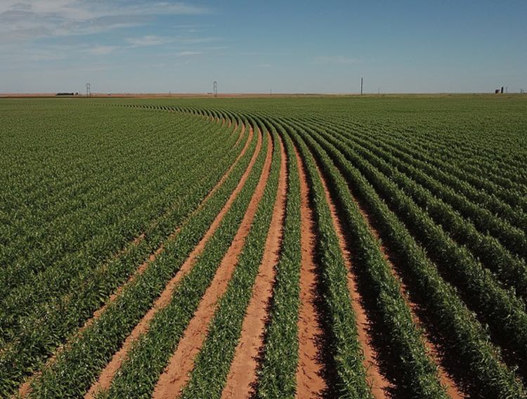 Seed-breeding specialist Equinom expands to the US