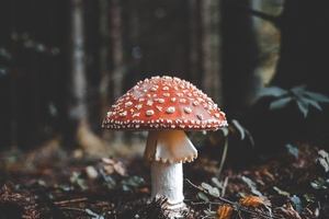 Sempera Organics’ mushroom ingredients distributed by AIDP