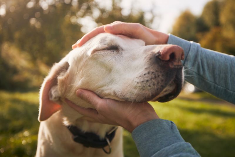 Seppic launches new ingredient line Sepifriend for pet care