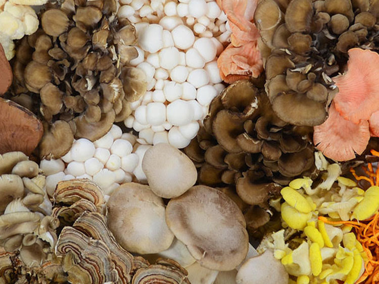 Sourcing quality functional mushroom ingredients (part I)