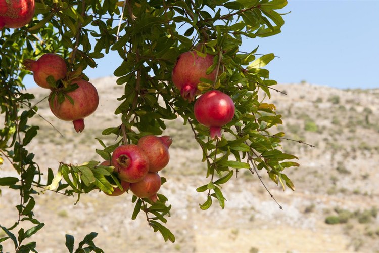 Spanish study finds pomegranate and olive extracts support heart health