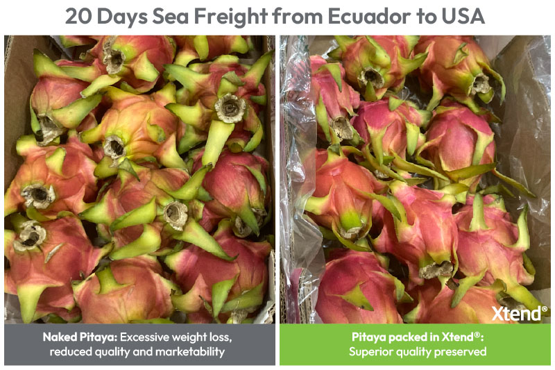StePacPPC extends global reach of dragon fruit with advanced packaging