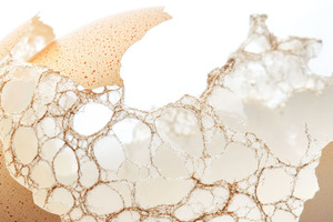 Stratum Nutrition’s eggshell membrane portfolio earns NutraStrong certification