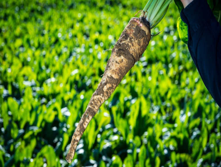 Study reveals prebiotic effect of chicory root fibres on Bifidobacteria
