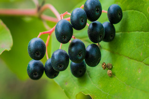 Study shows blackcurrant extract improves recovery after exercise