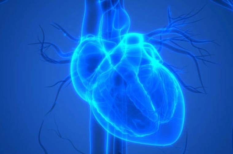 Study shows Nattopharma vitamin K2 MK-7 improves endothelial function