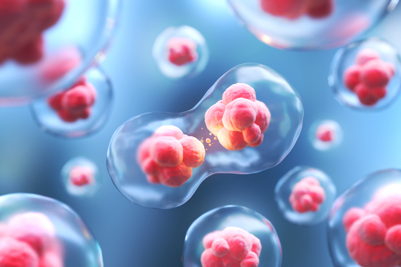 Study uncovers nicotinamide riboside's role in managing Werner syndrome