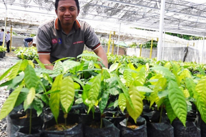 Sustainable farming practices create premiums for low-income cocoa farmers

