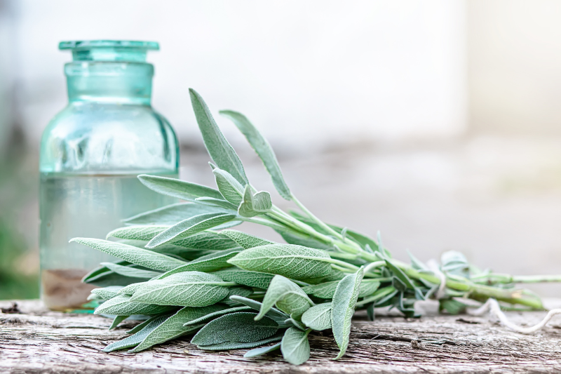 Sustainable Herbs Initiative launches Toolkit 3.0 to advance ethical sourcing across botanical supply chains