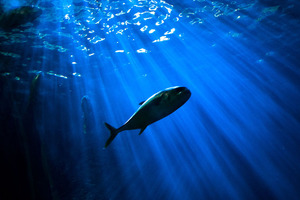 Sustainable solutions in fish farming lead to high-value health ingredients