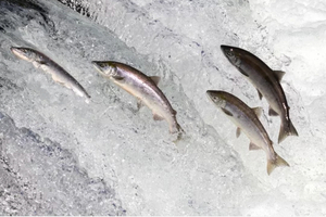 Symrise and HofSeth BioCare team up to provide marine ingredients globally