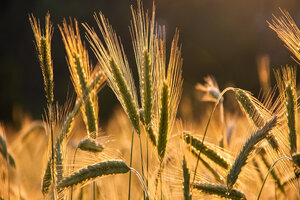 Symrise Diana Foods developing app to digitise agricultural activity