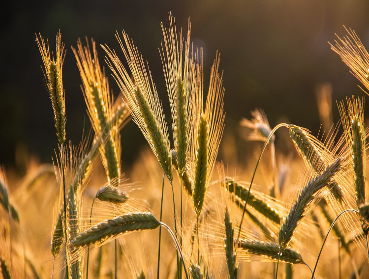 Symrise Diana Foods developing app to digitise agricultural activity