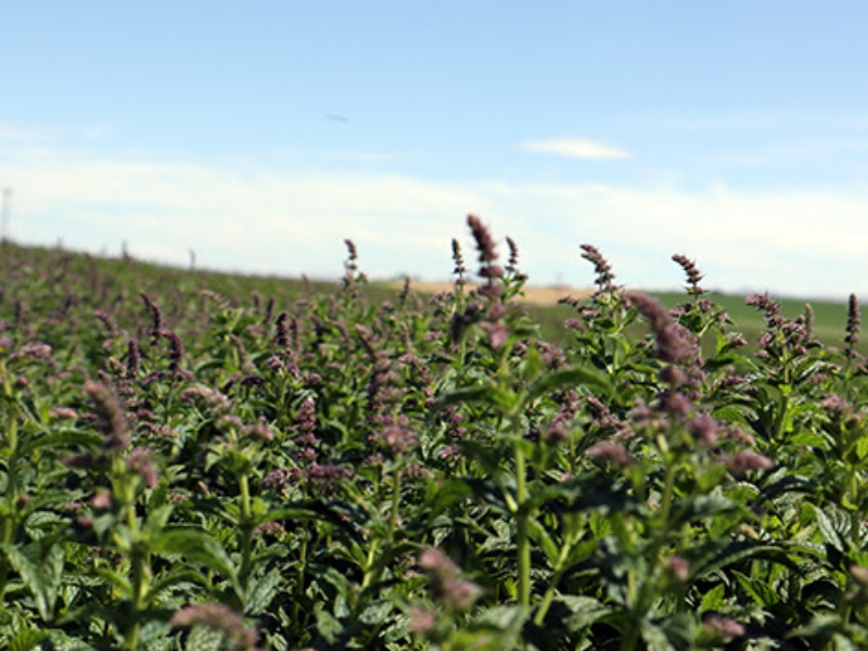 Symrise gains mint verification from Norwest Ingredients