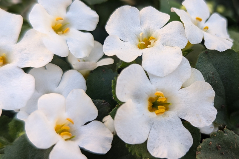 The American Botanical Council releases guidance on bacopa adulteration and mislabelling