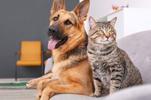 The joint health-boosting potential of the green lipped mussel for pets