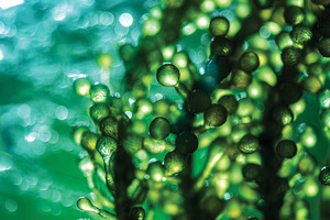 The next big expression chassis: microalgae and the future of biomanufacturing (part I) 