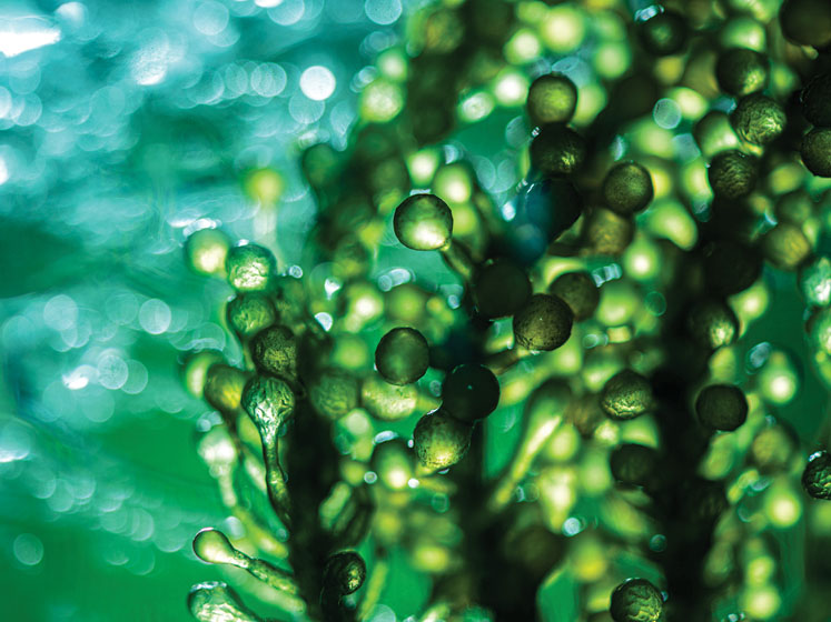 The next big expression chassis: microalgae and the future of biomanufacturing (part I) 