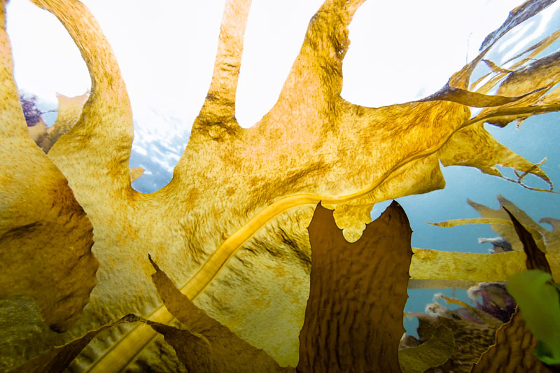 The rise of fucoidan in integrative oncology 