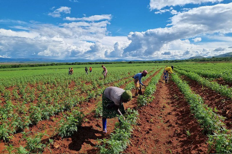 The secret to a better supply chain: a sustainability case study