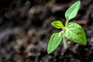 The SHI focuses on sustainability in the nutraceutical industry with the 4th edition of the 'Learning Lab'