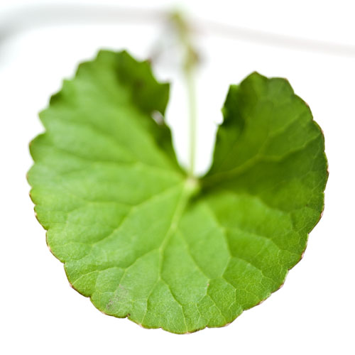 The timeless skin revolution: how Indena’s botanical innovations redefine longevity and healthy appearance