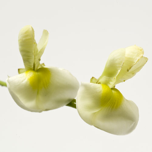 The timeless skin revolution: how Indena’s botanical innovations redefine longevity and healthy appearance