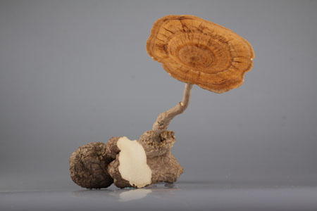 Tiger milk mushroom: Malaysia's lost national treasure