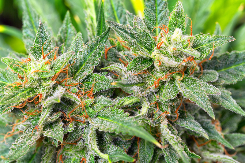Tilray Medical maps cannabinoid pharmacokinetics in new study