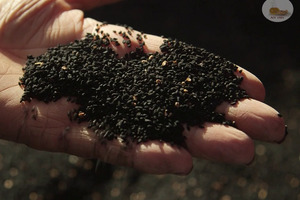 TriNutra achieves self-affirmed GRAS status for its standardised, cold-pressed black seed oil