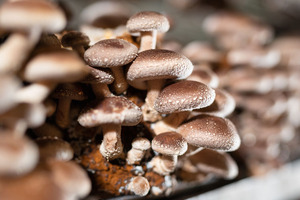 Ultrasonic-assisted extraction offers groundbreaking benefits for the medicinal mushroom industry