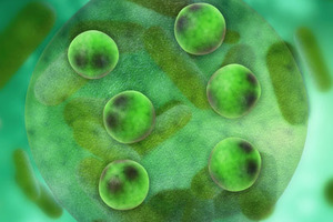 Ultrastable green omega-3 Oil
