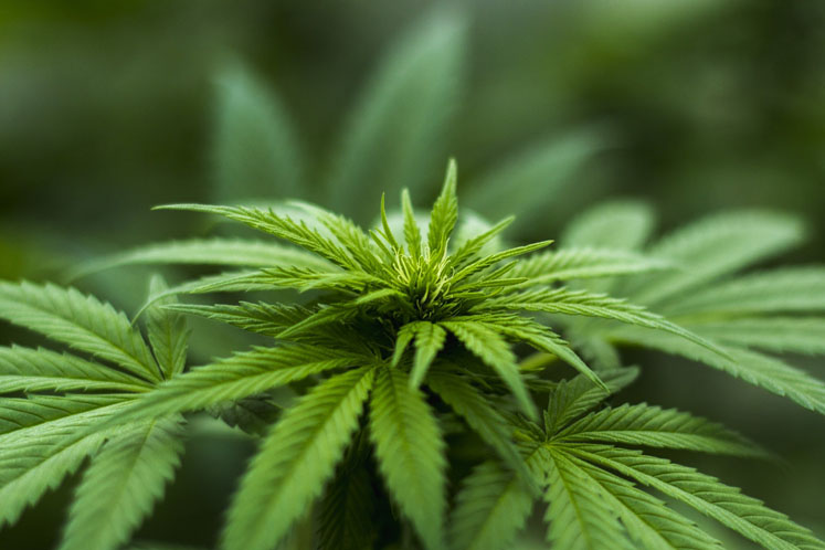 Using IP to secure opportunities in the budding medical cannabis sector 
