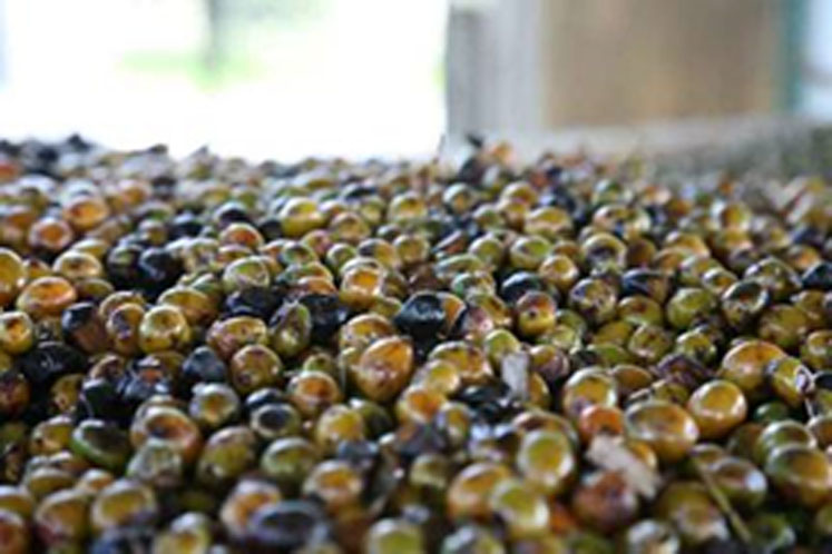 USP renews verified status for first and only saw palmetto for Valensa’s USPlus
