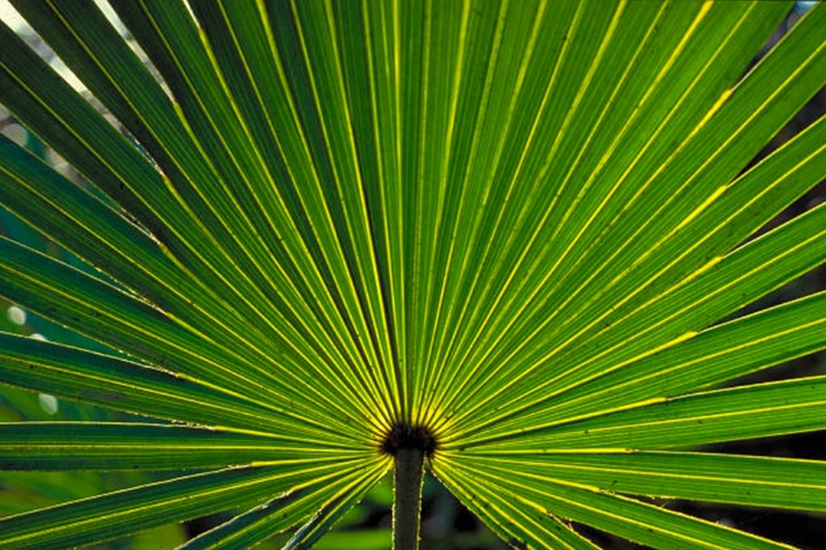 Valensa applauds the State of Florida’s new requirements for harvesting saw palmetto berries