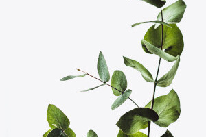 Verdure launches first sustainability report
