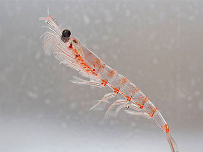Victory for Rimfrost: PTAB finds krill oil related patent is unpatentable