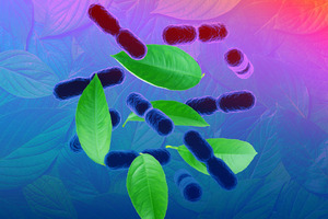 Vidya launches Biotical GH: the first placebo-controlled clinically backed gut-hair axis ingredient