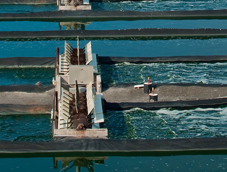 Weather impacts algae production as Cyanotech manages one-time costs