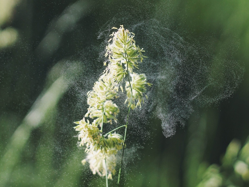 Well Science partners with BGG to deliver innovative nutrition for the pollen season