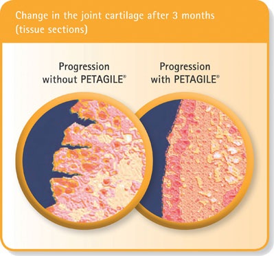 Figure 3: Change in joint cartilage after 3 months (tissue sections)