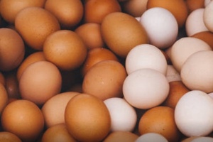 What eggs can teach us about traceability
