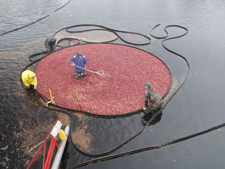 Whole-cranberry urinary health formula wins award for Healthy Ageing Ingredient of the Year 