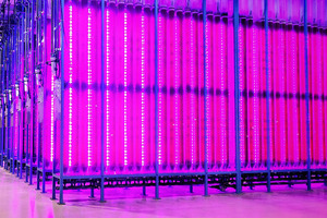 Yemoja opens sustainable microalgae production plant